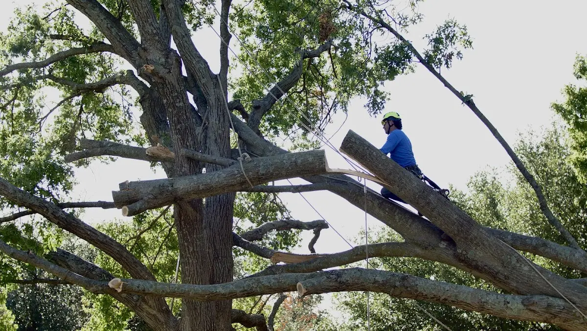 Professional Crown Thinning performed by certified arborists in Gilchrist